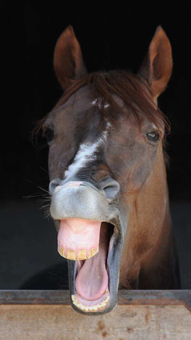 usmievajuci sa kon 1